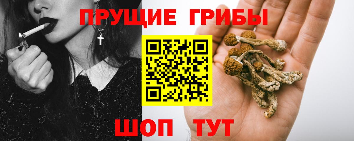 Галлюциногенные грибы Psilocybine cubensis Таганрог